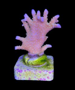 Tropicana Anacropora M - Imagem 2