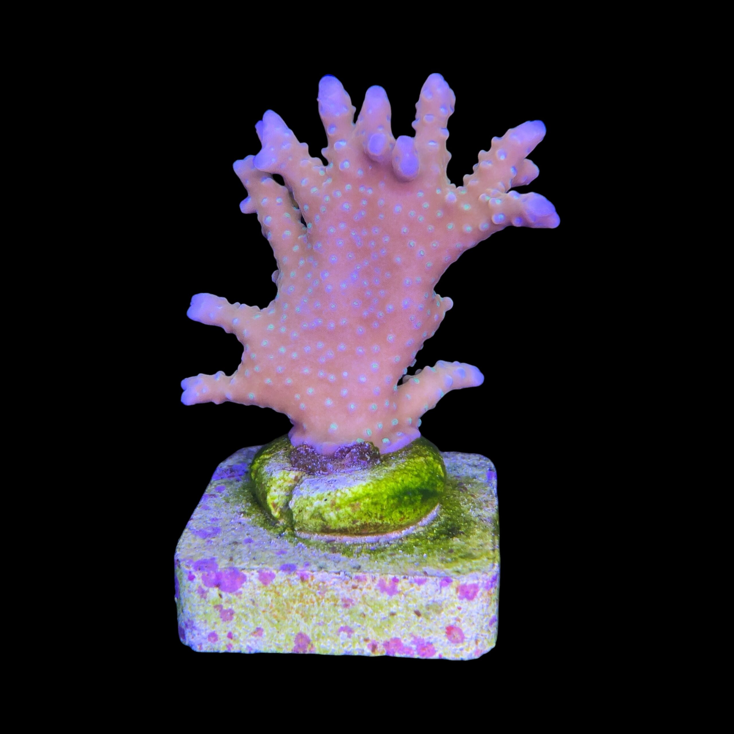 Tropicana Anacropora M - Imagem 2