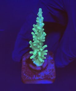 Turak Green M