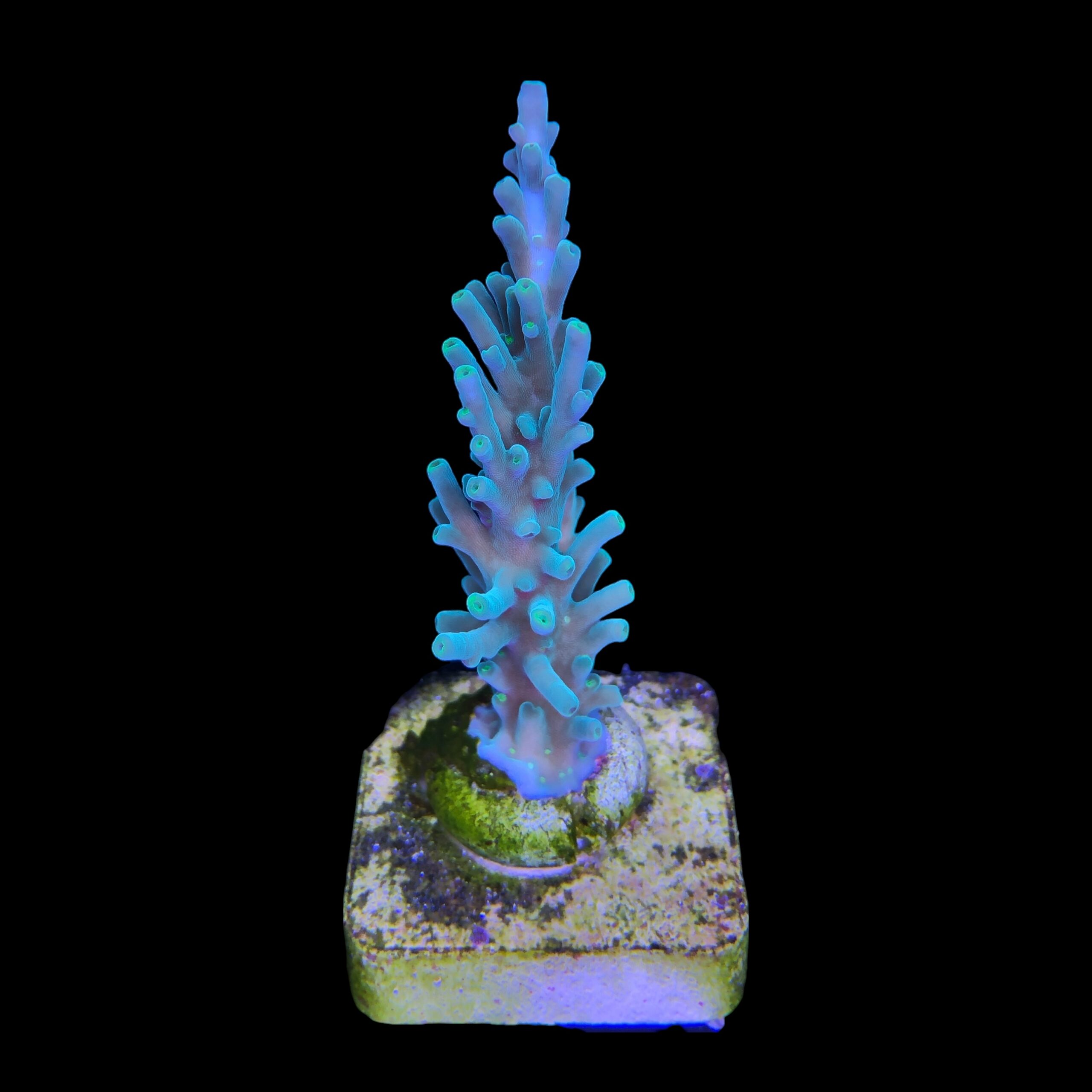 Turak Green M - Imagem 2