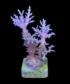 Alternative view of Yellow Tips Dragon Mini Colônia