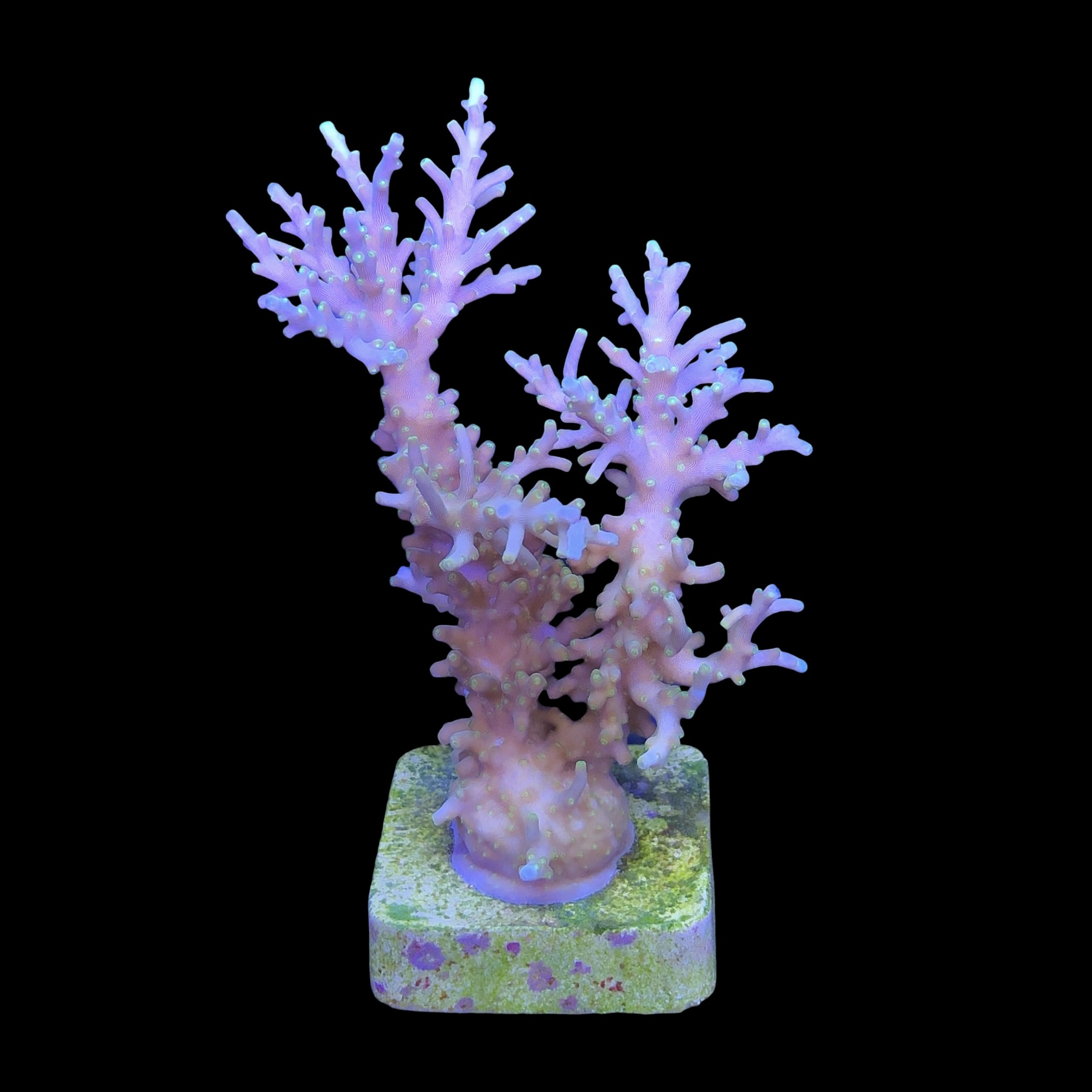 Yellow Tips Dragon Mini Colônia - Imagem 2