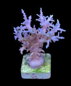 Alternative view of Yellow Tips Dragon Mini Colônia