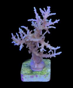 Alternative view of Yellow Tips Dragon Mini Colônia
