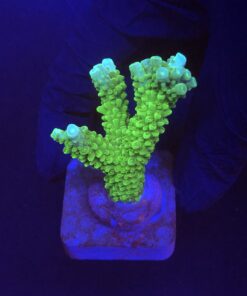 Yongei Green Blue Tips M