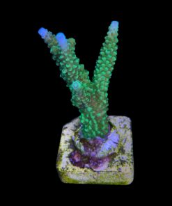 Alternative view of Yongei Green Blue Tips M
