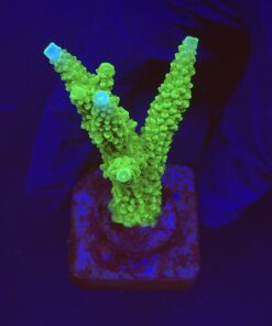 Yongei Green Blue Tips M