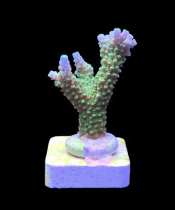 Alternative view of Yongei Green Blue Tips M