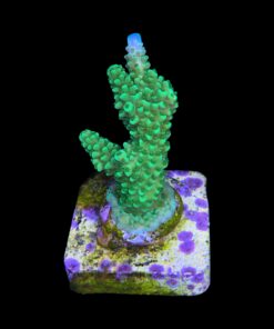 Alternative view of Yongei Green Blue Tips M