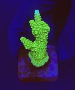 Yongei Green Blue Tips M
