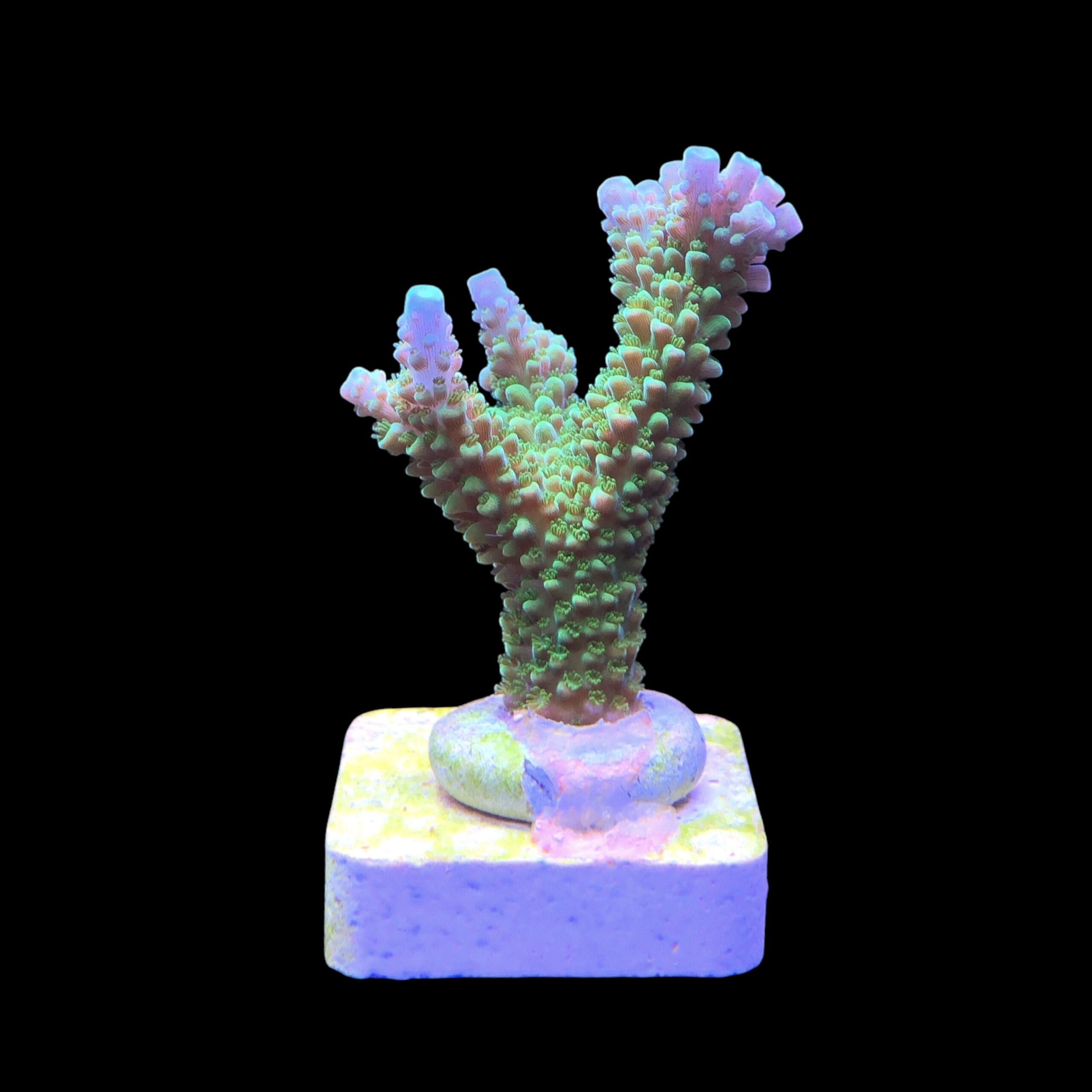 Yongei Green Blue Tips M - Imagem 2